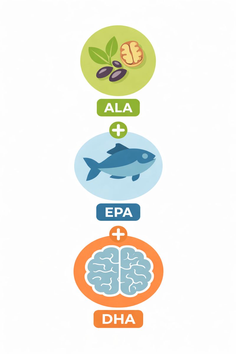 Een inforgraphic over soorten Omega 3 en hun functie - cecilia - Stressst
